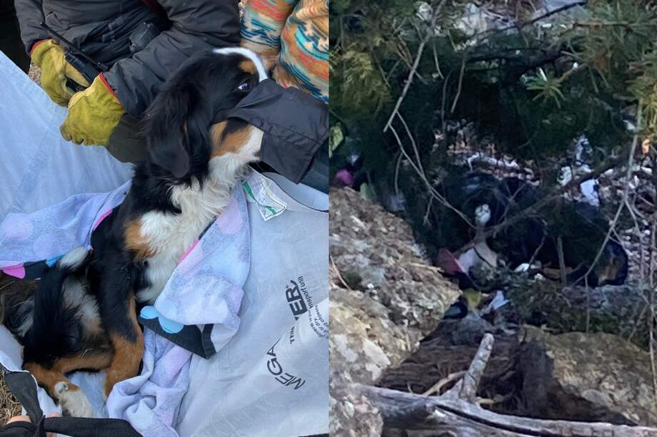 Ella es Nova Riley, una bernés de la montaña, que estuvo perdida durante dos meses y fue encontrada por unos excursionistas.