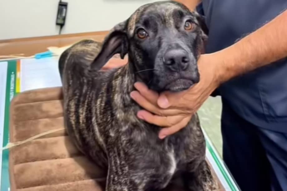 El perro tiene aproximadamente cuatro años.