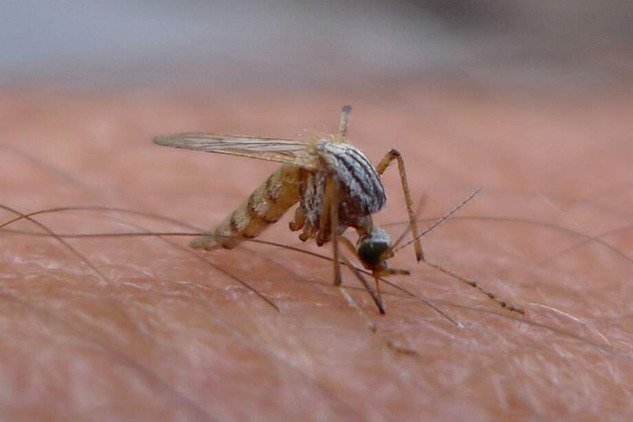 Nuestra genética sería el factor determinante en la elección del menú de los mosquitos. / Flickr / John Tann