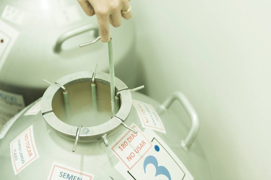 La congelación no afecta la calidad. La muestra se guarda en varias pajillas y una de ellas se analiza en laboratorio.Al descongelarla, algunos espermatozoides mueren, pero la mayoría sobrevive. Se utilizan para el análisis y para la implantación. / David Schwarz