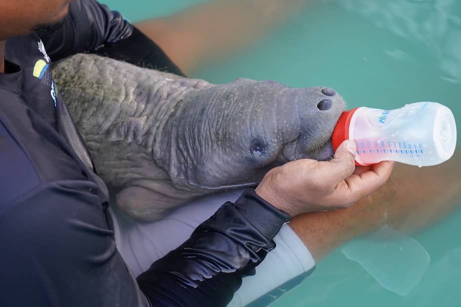 La manatí había ingresado a la Estación Piscícola de la CVS en Lorica, bajo un cuadro de desnutrición grave por pérdida de peso.