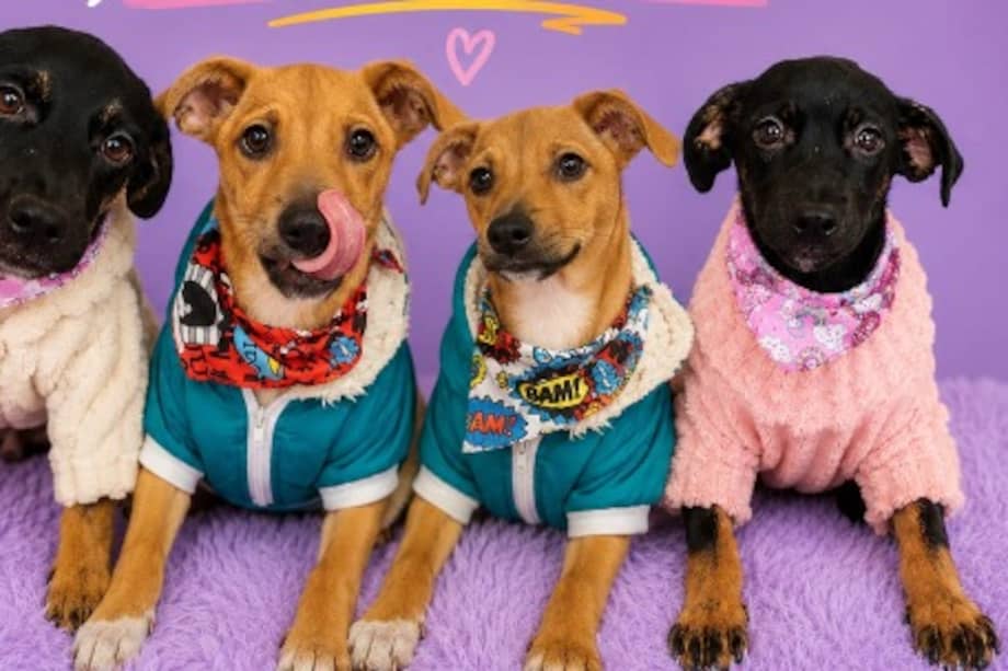 Estos cuatro hermanos fueron rescatados en condiciones críticas y, tras varias semanas de cuidados, ya están listos para ser adoptados.