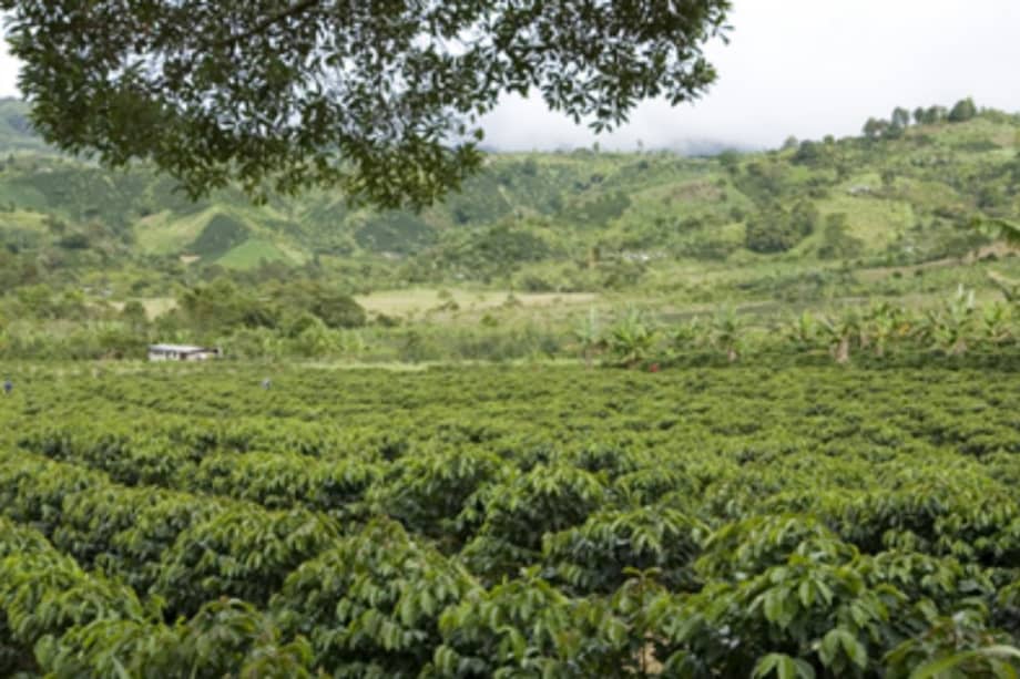 Más de 3.250 millones de árboles fueron renovados entre 2008 y 2014. / Cortesía FNC