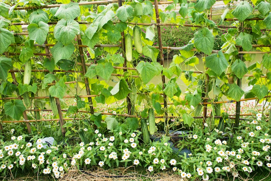 Cuando entutore una planta, comience a atar la planta desde abajo, trabajando hacia arriba