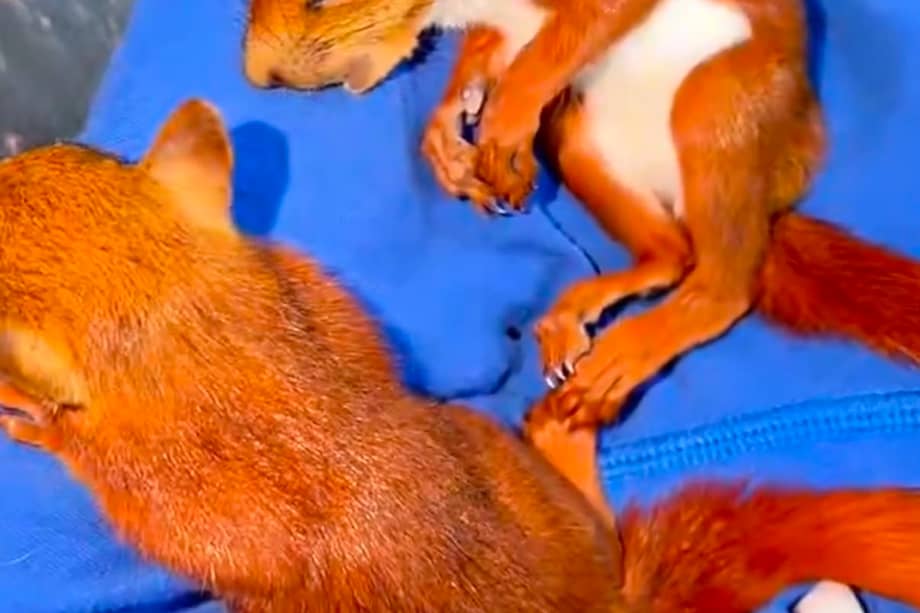 Las autoridades encontraron dos ejemplares de ardilla colorada (Sciurus granatensis).