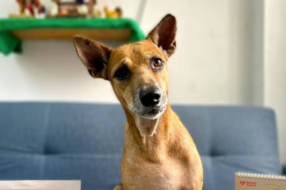 La recuperación de Lizardito movilizó donaciones y mensajes de apoyo. Ahora su meta es encontrar una familia.