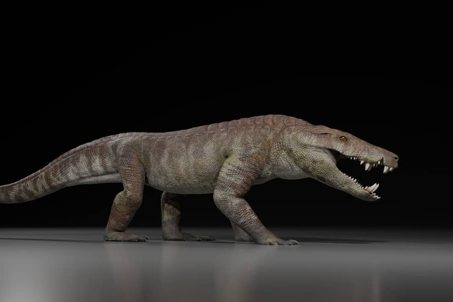 Kostensuchus pertenece a una familia conocida como los peirosáuridos que vivió en América del Sur y África durante el Cretácico. /Gabriel Diaz Yanten