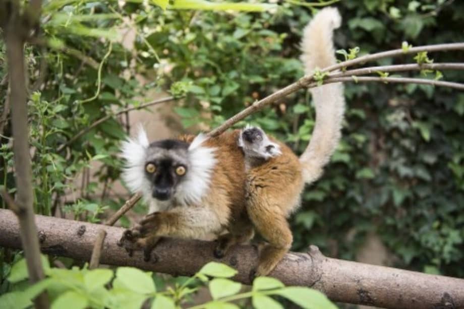 El hámster europeo, la ballena franca glacial o “ballena de los vascos” y un tercio de todas las especies de lémures que habitan en Madagascar son las nuevas especies “en peligro crítico de extinción”.