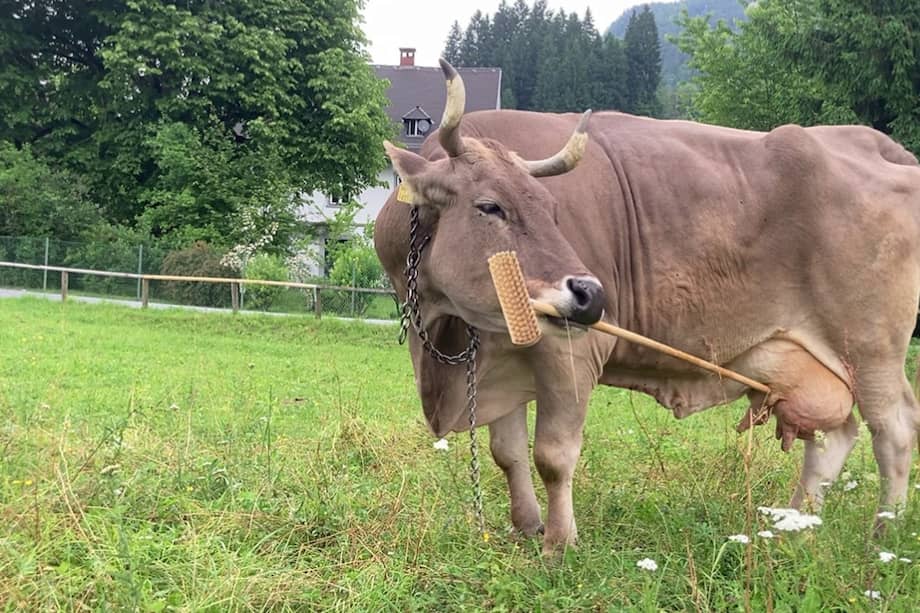 Veronika fue criada como mascota en el sur de Austria. Foto: Osuna-Mascaró