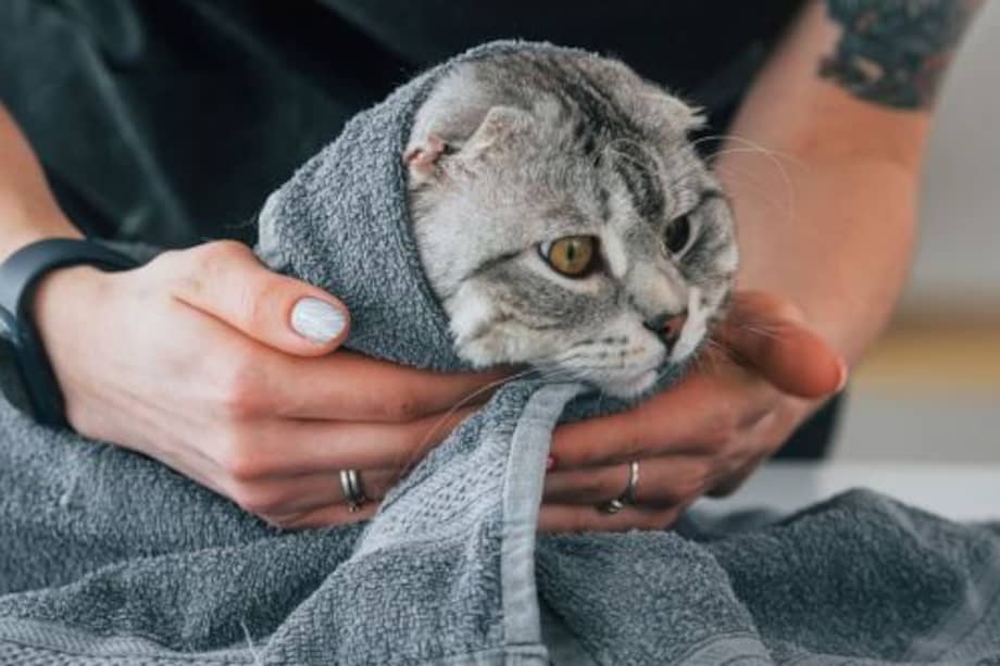 El programa hace parte de la estrategia Red Internacional Doméstica.