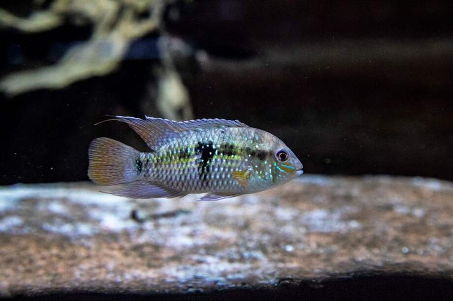 El río Cauca: una colección biológica