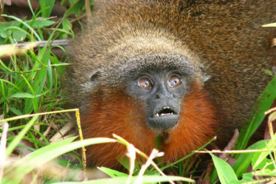 El mono tití de Caquetá tiene como una de sus características más notables entre sus crías que cuando se sienten muy contentas se ronronean unos a otros, como los gatos