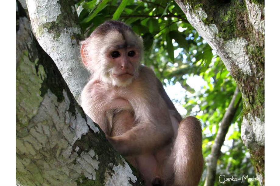 Foto tomada en Puerto Misahuallí, pequeña población ubicada en la Región Amanzónica. / Cortesía
