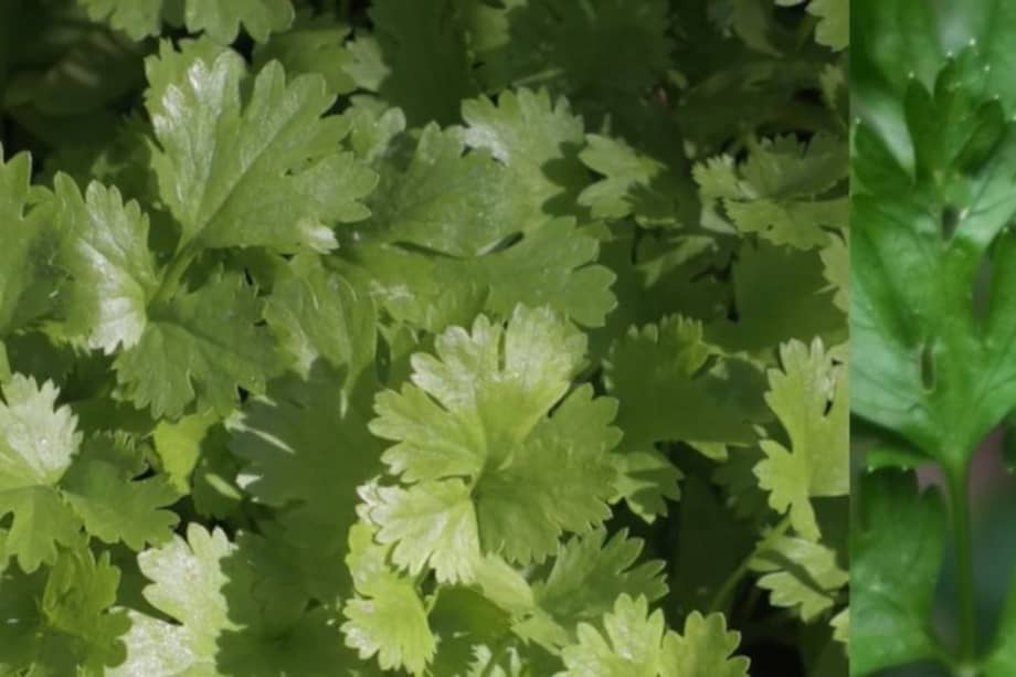 El primero es el perejil y el segundo es el cilantro.