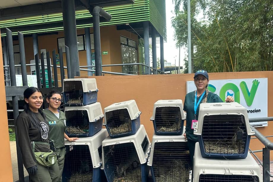 Durante el 2025, 94 animales silvestres lograron regresar a su hábitat natural luego de completar procesos de valoración, atención veterinaria y rehabilitación. Aunque la cifra de liberaciones es menor frente al total de ingresos, desde la CAR aclaran que esto responde a la complejidad de muchos de los casos atendidos.