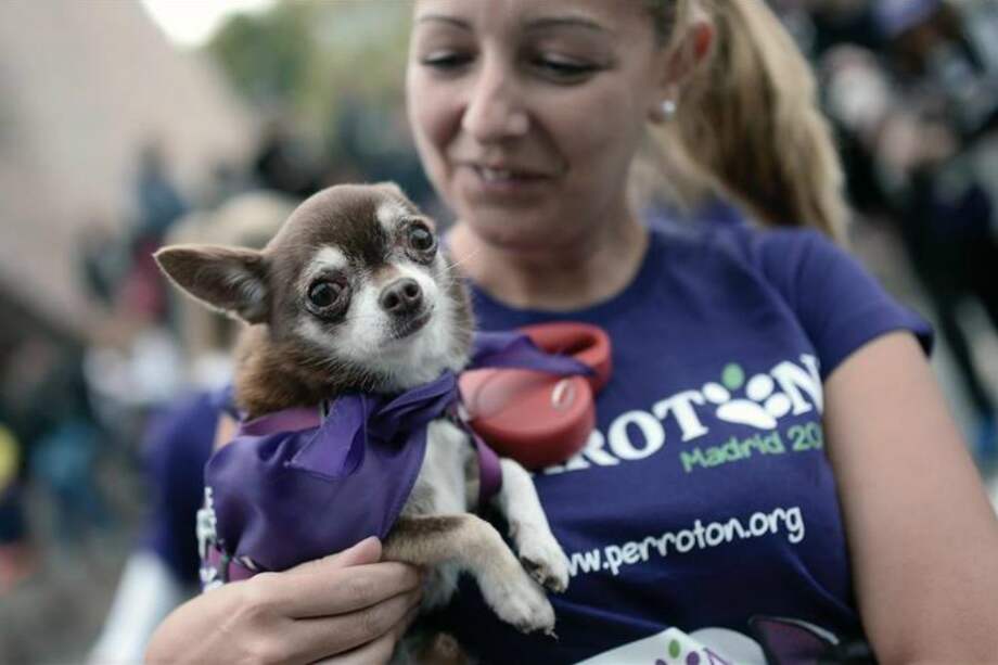 Un perro es visto junto con su dueña durante la cuarta edición de 'Perrotón', una carrera realizada en Madrid para llamar la atención sobre los derechos de los animales. / Burak Akbulut - Agencia Anadolu