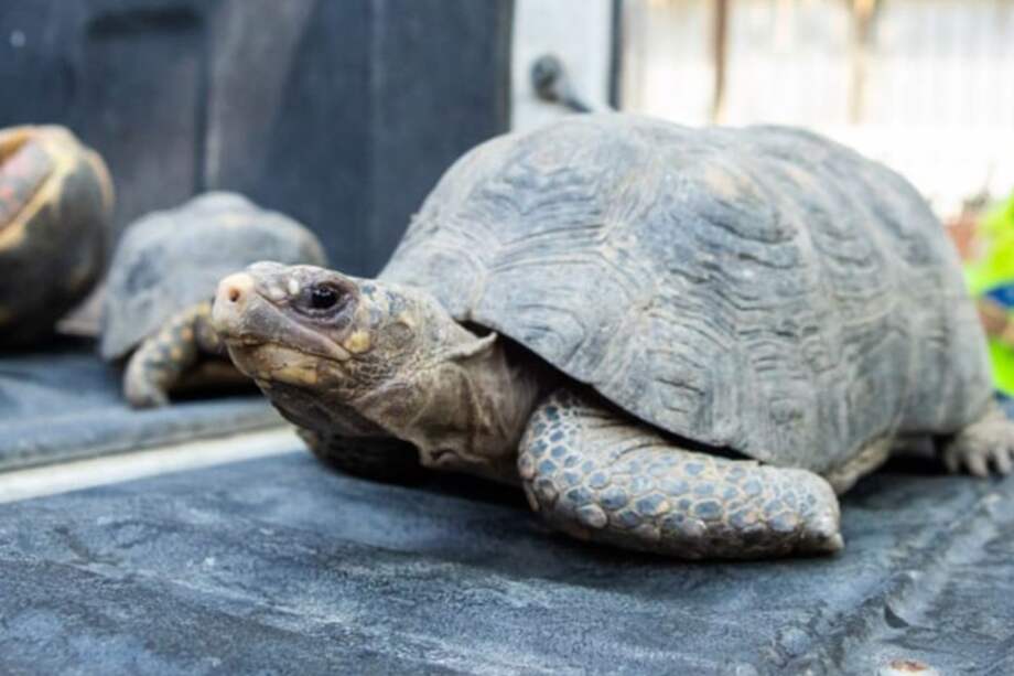Las autoridades confirmaron la presencia de 7 flamencos rosados, 18 tortugas morrocoy, 2 loros cabeza amarilla y 1 guacamaya.