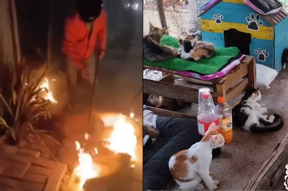 Gracias a la rápida acción de la comunidad, todos los animales resultaron ilesos.