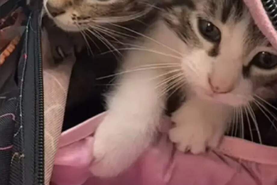 Mientras la madre acudía a recoger a su hija y a los gatos, el personal de la escuela aprovechó para jugar y acariciar a los animales.