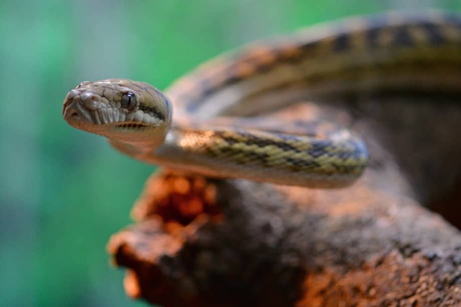 Imagen de referencia - Las serpientes arborícolas marrones y las pitones de matorral fueron analizadas en este estudio.