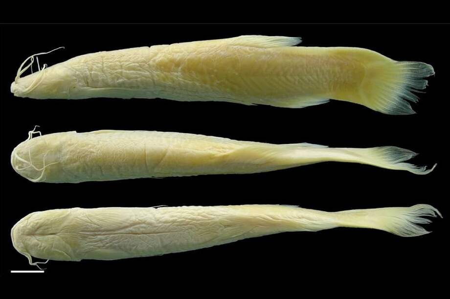 Bagre ciego de cavernas del río Ranchería (Trichomycterus spectrum) Con más de 1.600 especies conocidas, Colombia se distingue por tener la segunda mayor riqueza de peces dulceacuícolas en el mundo. / Carlos DoNascimento - Instituto Humboldt.