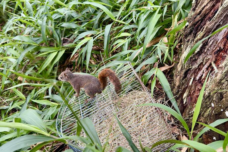 La Ley 1774 de 2016 reconoce a los animales como seres sintientes que deben ser protegidos del sufrimiento, la crueldad y el abandono.