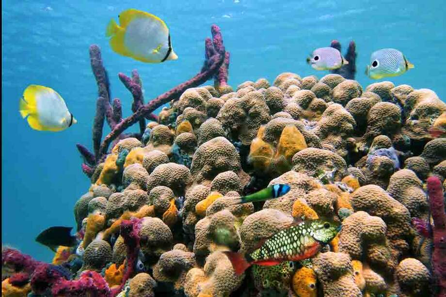 Arrecifes de coral en el Caribe. / 123rf