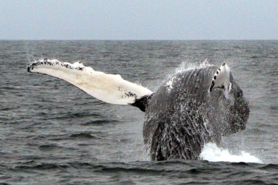 Antes de 2002, los científicos estaban convencidos de que los mamíferos marinos eran inmunes a la enfermedad de descompresión. / Rich Ellison . Flickr