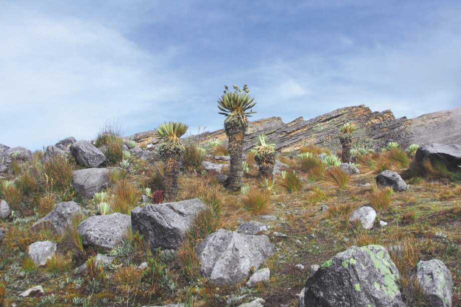 Además de los frailejones, las llamas destruyeron varias zonas de vegetación.