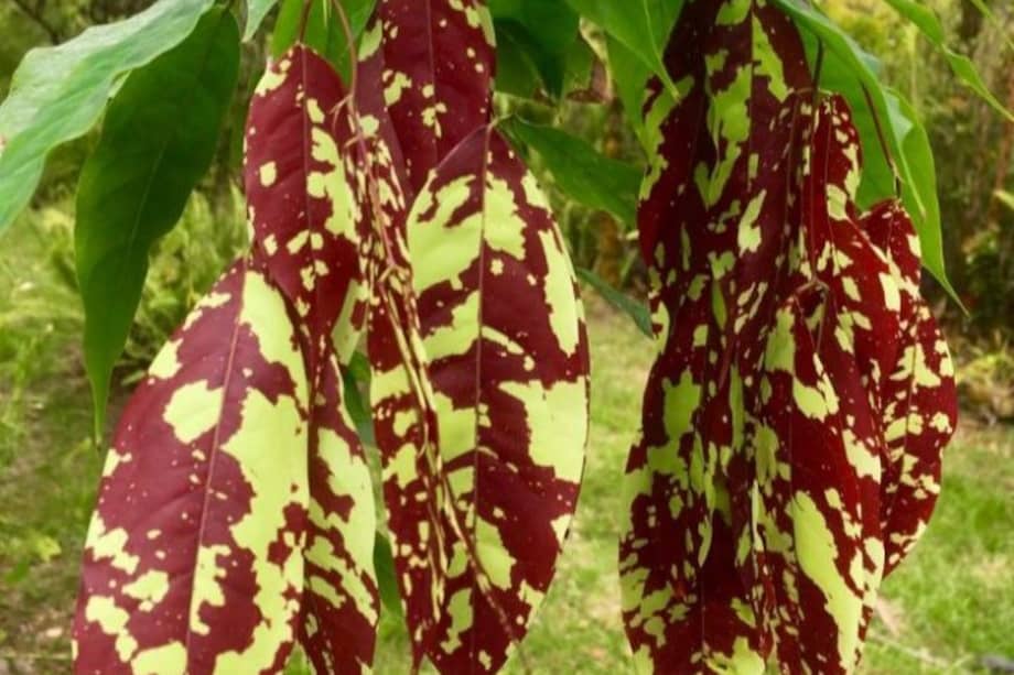 Sus hojas parecen teñidas de rojo y cuelgan de las ramas como si fueran trozos de tela.
