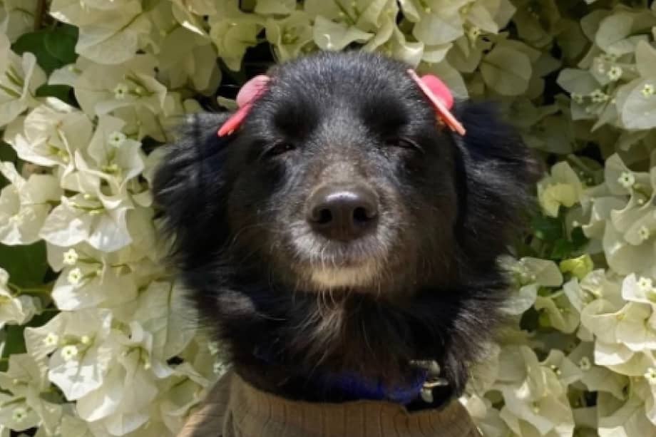 Lo que suele interpretarse como una sonrisa es, en realidad, una expresión relajada del hocico.