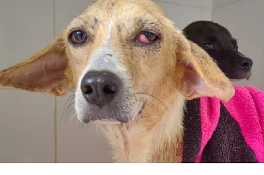 Las imágenes compartidas por la organización muestran un cambio evidente que simboliza el proceso de recuperación que atraviesan los animales rescatados.