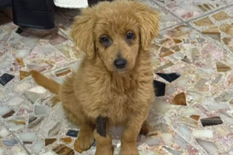 Anastasia es una mezcla de golden retriever, sin embargo, su pelaje no es dorado.