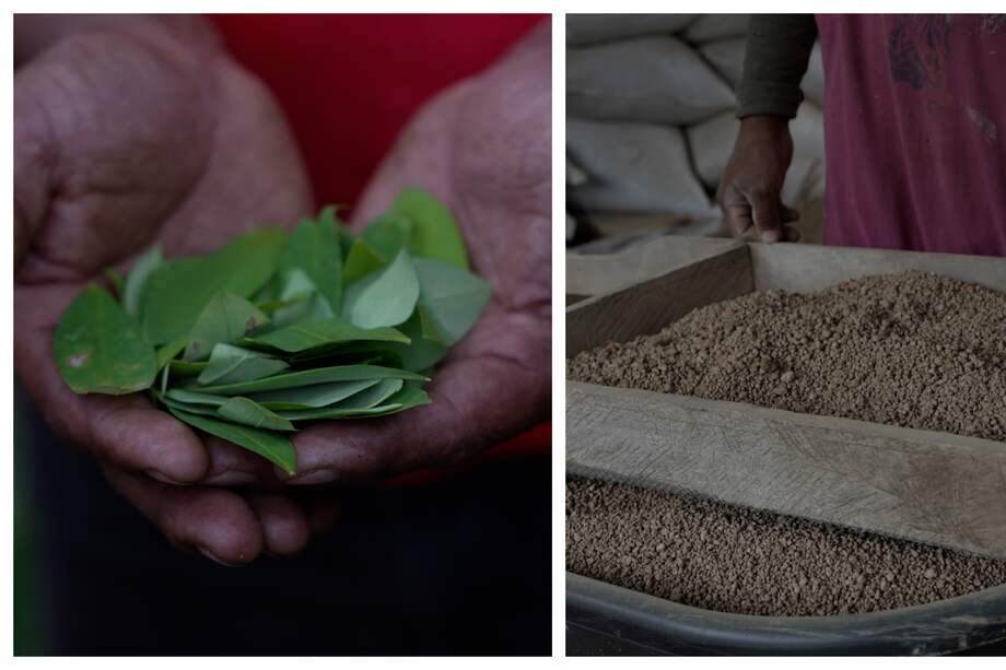 La empresa Power Leaves Corporation es la primera en Colombia en obtener una licencia del ICA para comercializar biofertilizante con hoja de coca.