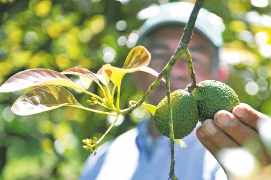 Las manos de Horacio Tulande cultivan aguacate hass desde hace diez años. Hoy exporta, y logró instalar un complejo sistema de riego por goteo. / Fotos: Gustavo Torrijos - #GalaxyS8