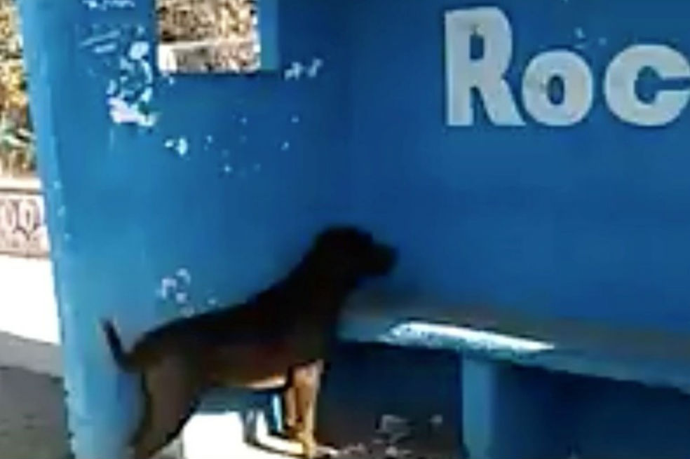 Este es Chicho, el perro que lleva tres días mirando una pared.  / Tomada de Facebook