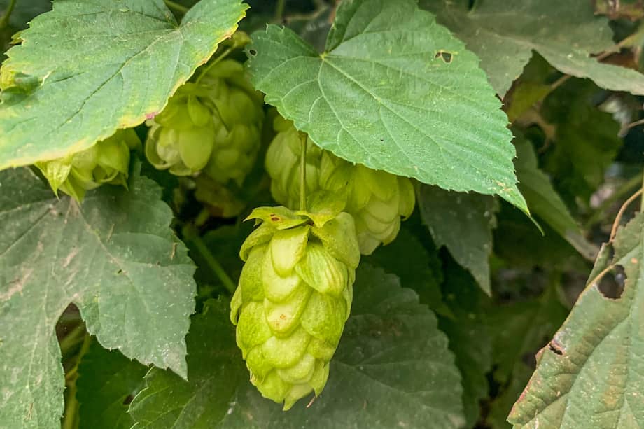 Aunque cultivarla en Colombia sigue siendo un reto por el clima tropical, cada vez más productores buscan adaptarla al país impulsados por el auge de la cerveza artesanal.
