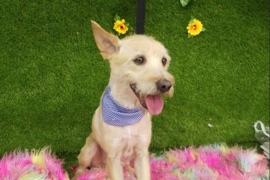 Además del reinado canino, el festival contará con jornadas de adopción y actividades para toda la familia.
