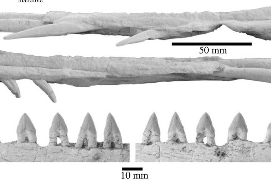 El fósil corresponde a un grupo de odontocetos, mamíferos que se caracterizan por tener su mandíbula, dientes y orificios nasales en una sola pieza.