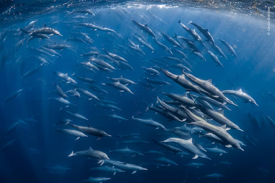 Supergrupo de delfines giradores. Imagen de referencia.