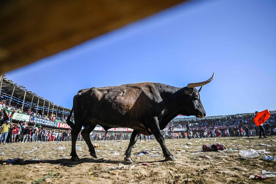 View of a bull during the Corralejas Festival in Guaranda, Sucre, in northeast Colombia on January 28, 2023. The bull charges in all directions, sowing chaos among hundreds of amateur bullfighters, to the cheers of feverish spectators. At the beginning of each year, the "corralejas", a bullfighting game where amateur matadors are allowed to descend into the arena, ignites the Colombian Caribbean. The corralejas are a legacy of Spanish colonization, just like the bullfights, but in them the bull does not die. Colombian senators are studying a bill to ban shows in which animals are likely to be subjected to any kind of suffering. (Photo by Juan BARRETO / AFP)