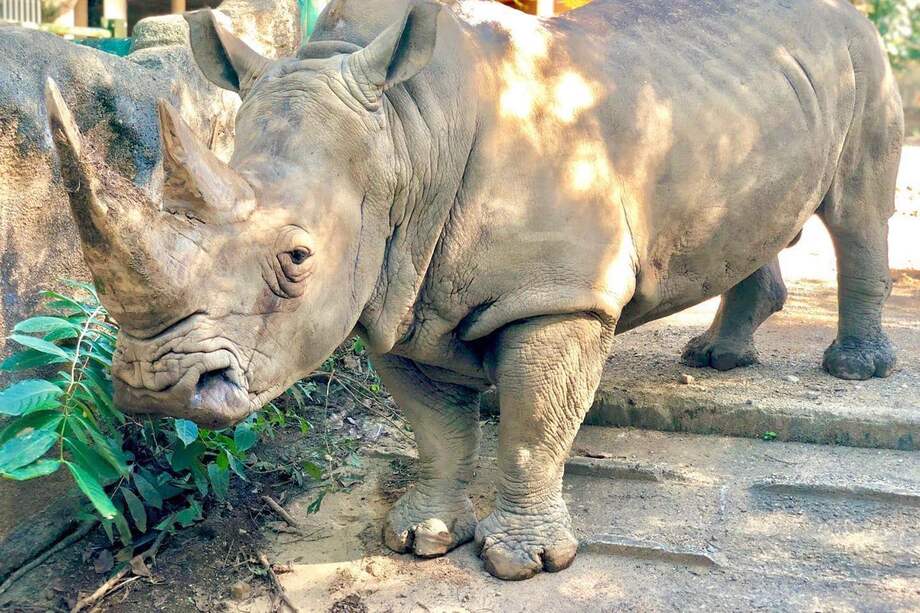 Este rinoceronte forma parte del Zoológico Dr. Juan A. Rivero.