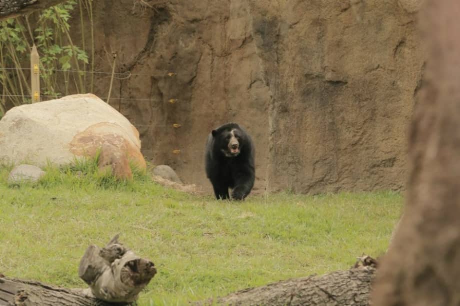Bioparque Ukumarí / Bioparque Ukumarí