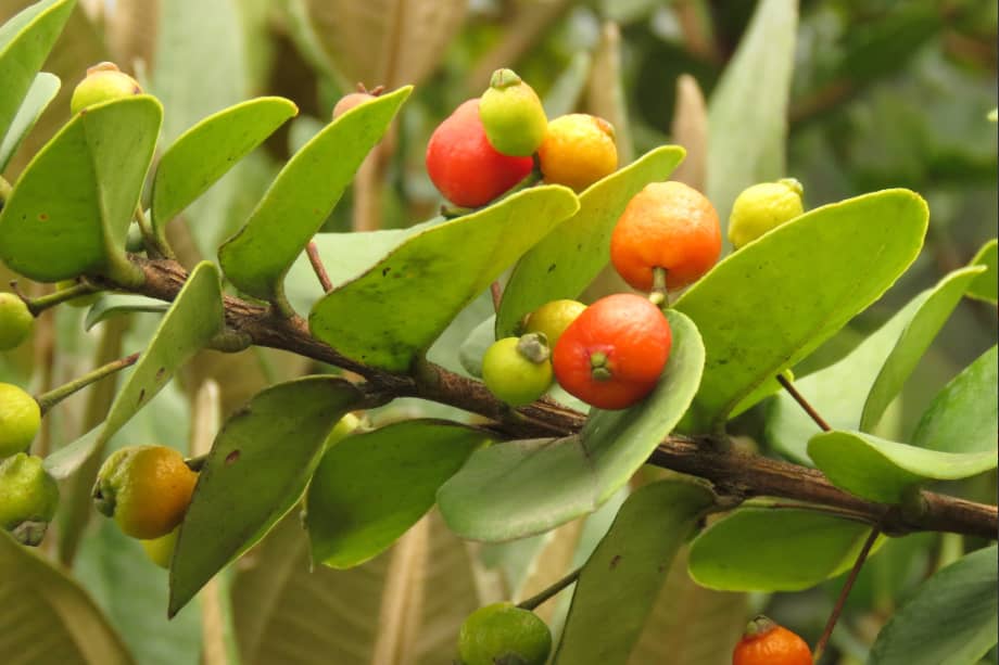 Se trata de una especie que va más allá de lo ambiental: su presencia en el territorio conecta naturaleza y cultura, lo que refuerza la importancia de promover su siembra y conservación en los paisajes andinos.