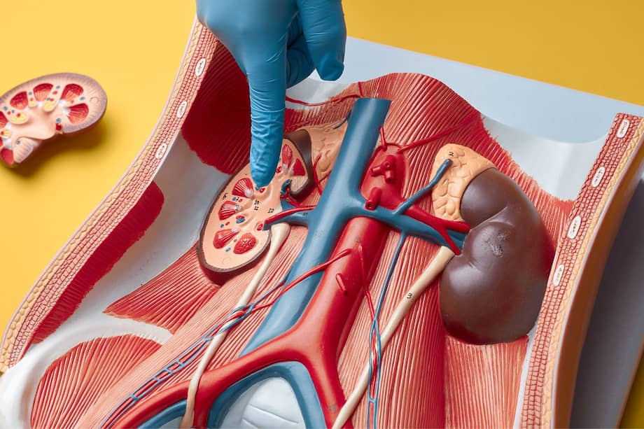 Muchas personas con falla renal necesitan tratamientos que reemplazan parcialmente la función de los riñones, como la diálisis o el trasplante renal.