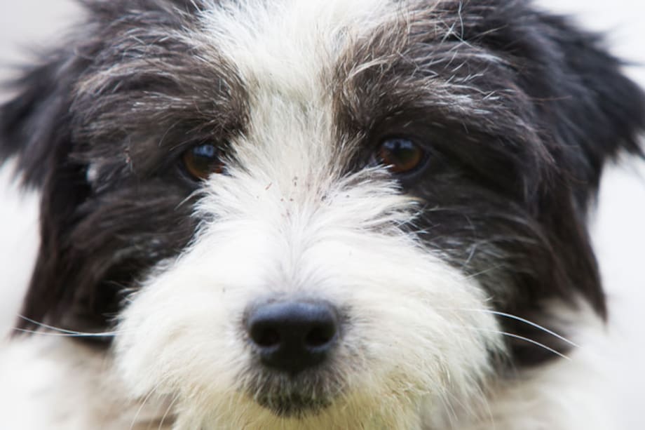 Tuko, el lugar perfecto para encontrar un compañero de vida
