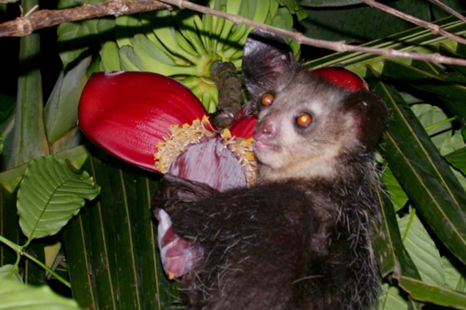 El aye-aye (Daubentonia madagascariensis) es un primate endémico de Madagascar.