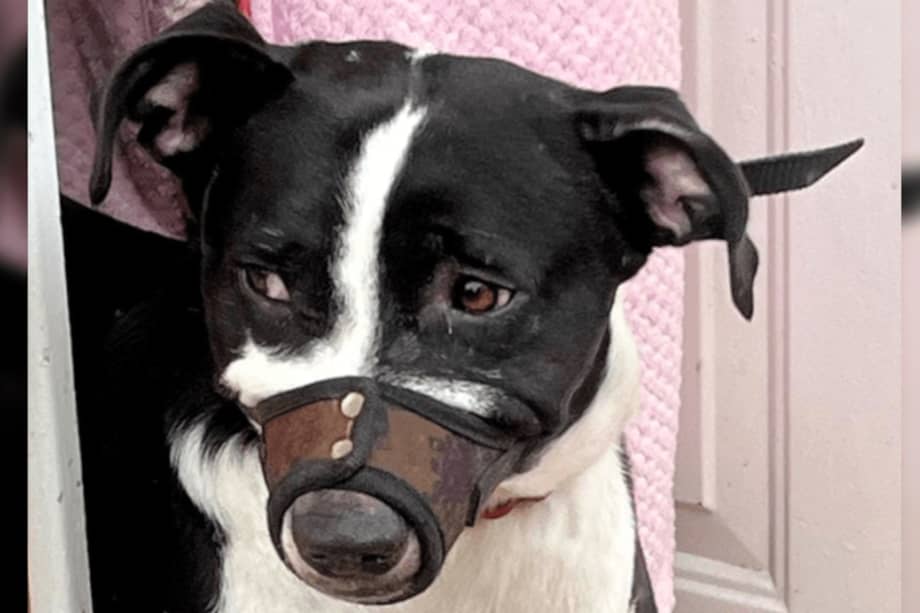 Veterinarios evaluarán si Lazy presenta lesiones, enfermedades o afectaciones de comportamiento.