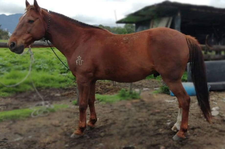 Se le busca hogar a 18 caballos. / Instituto Distrital de Protección y Bienestar Animal