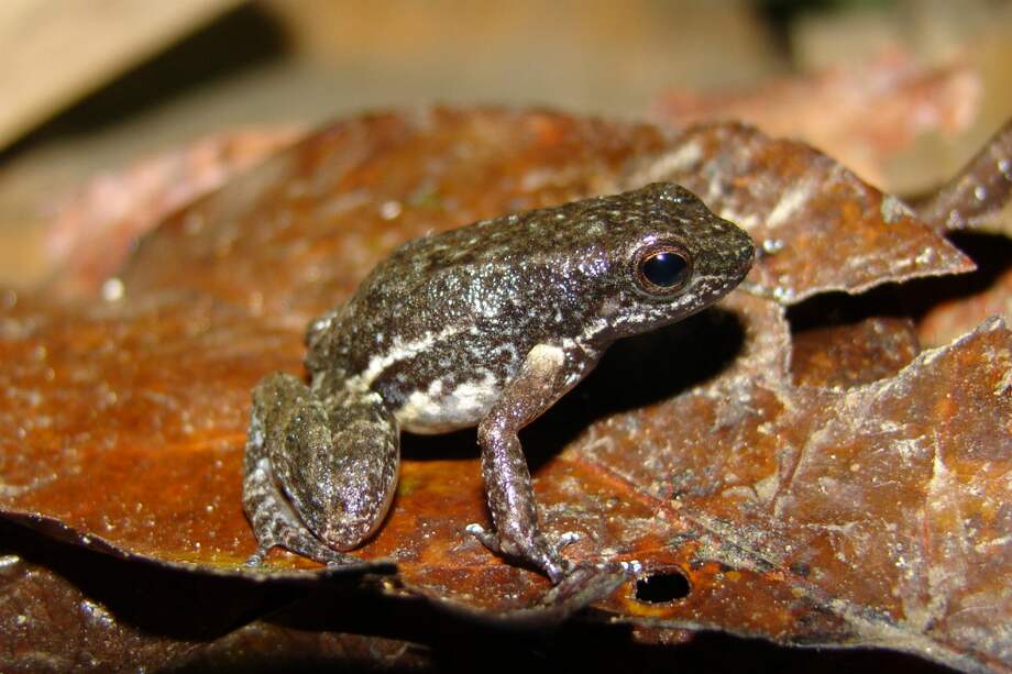 La Mannophryne molinai vive en los bosques de la sierra de Aroa (Yaracuy). / AFP